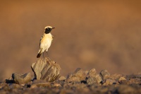 Belorit poustni - Oenanthe deserti - Desert wheatear 2503